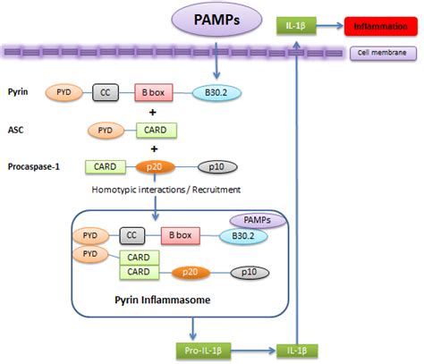 Critical Review On Pyrin Protein Its Role In NLRP3 Inflammasome