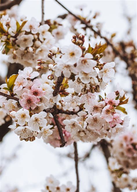 dia mundial da poesia: descobri que a poesia me ajuda a lidar com