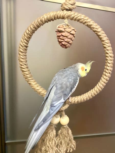 Качели большие для попугаев купить на OZON по низкой цене (1786979775)