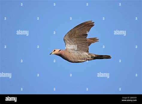 Red Eyed Dove In Flight Over The Chobe River Botswana Stock Photo Alamy