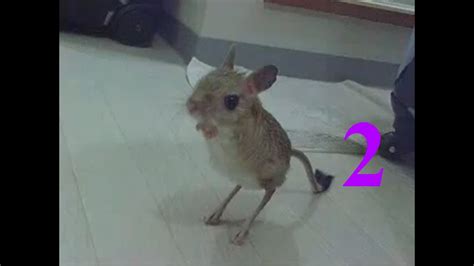 Greater Egyptian Jerboa 2 Youtube