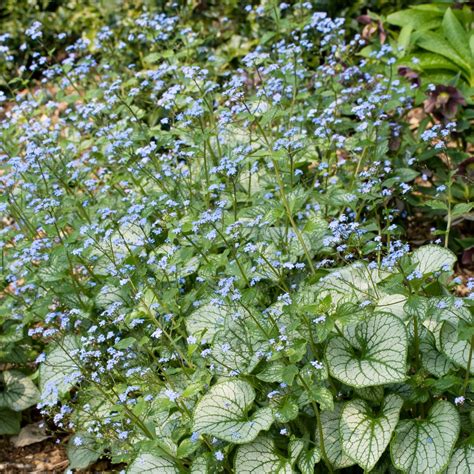 heartleaf brunnera jack frost brunnera macrophylla mygardenlife