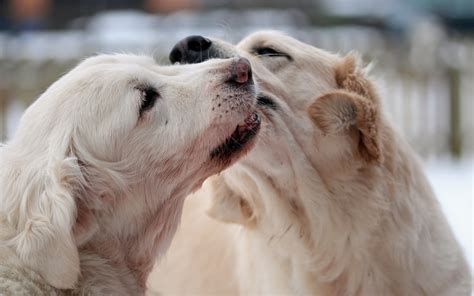 Fondos De Pantalla Perro Pareja Cuidando Sensibilidad 1920x1200