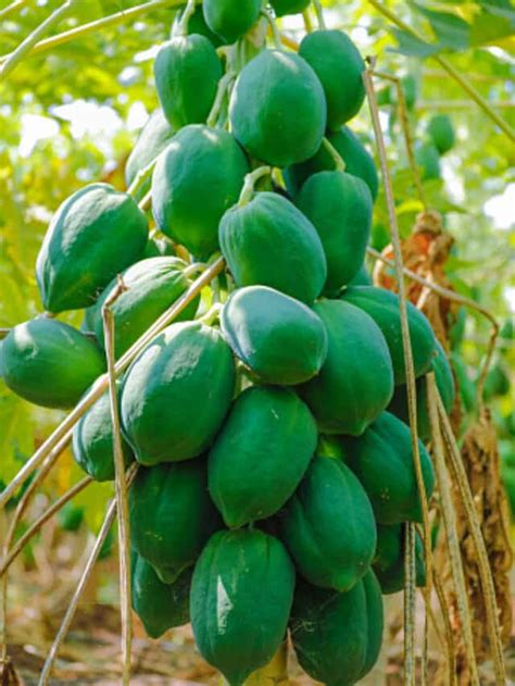 Benefits Of Raw Papaya You Must Know