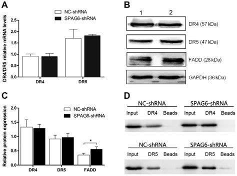 Spag6 Regulates Cell Apoptosis Through The Trail Signal Pathway In