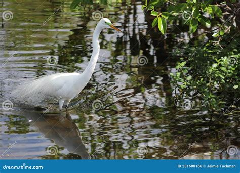 Great White Egret Breeding Plumage Stock Photo Image Of Birds Marsh