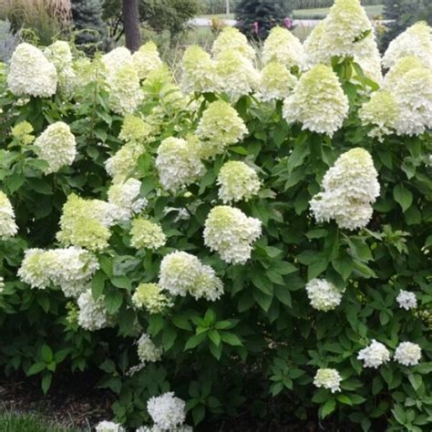 ГОРТЕНЗИЯ Селекшн/Selection саженец купить в интернет-магазине, САЖЕНЦЫ ...