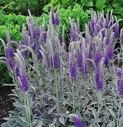 Вероника Седая Silberteppich: Серебристо-серые листья и синие цветы