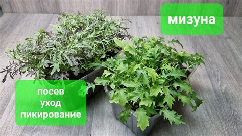 Мизуна - листовая горчица (капуста). Посев, пикировка. Японская капуста ...