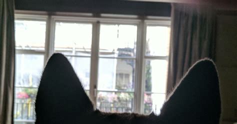 Ушки на макушке) | Пикабу