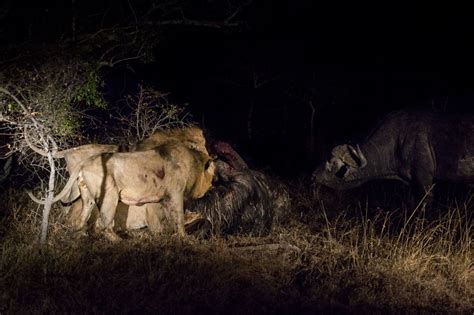 A Tribute To The Bull Sabi Sabi Private Game Reserve Blog