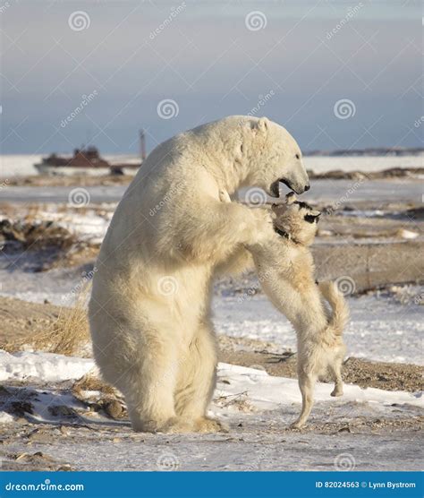 Pair Of Polar Bears With Bloody Kill Seal In Water Between Drift Ice