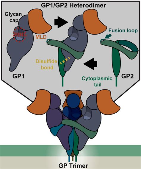 Structure Of The EBOV Glycoprotein GP Top Each Monomer Of GP