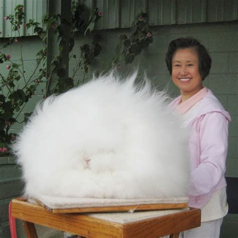 Angora Rabbit The Worlds Fluffiest Bunny Amusing Planet