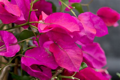 Is Bougainvillea Toxic To Dogs