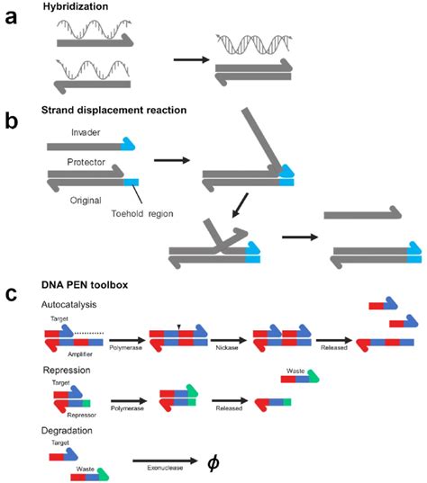 Basic Dna Reactions A A Process Of Hybridization Two Dna Strands