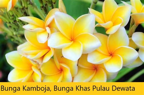 Bunga Kamboja Bunga Khas Pulau Dewata