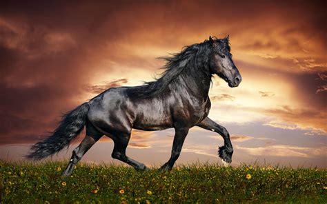 arabian horse wallpapers tophinhanhdep