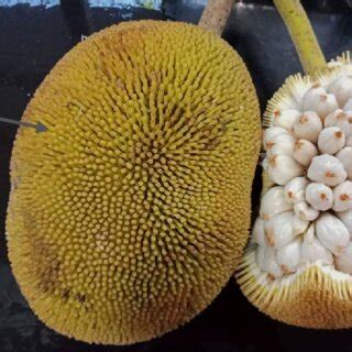 Marang fruit (Davao City, Philippines) | Download Scientific Diagram