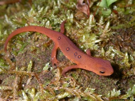 Newt Wallpaper Eastern Newt 1278460 Hd Wallpaper And Backgrounds