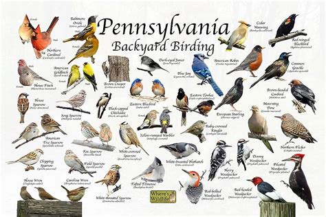 The Most Common Backyard Birds In Pennsylvania Sigloxxi