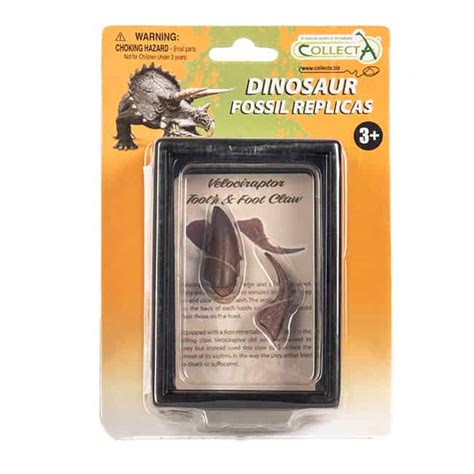 Dinosaur Replica Velociraptor Tand En Klauw Dinostorenl