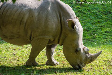 Breitmaulnashorn im ZOO Salzburg Hellbrunn - ZOO Salzburg im Herbst ...