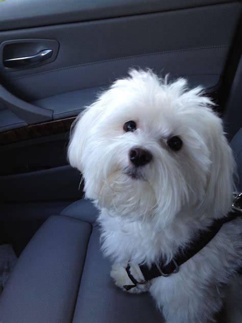 Oh my gosh. This looks just like Axel. He has the same eyes. Xo | Maltese dogs, Dogs, Maltese puppy