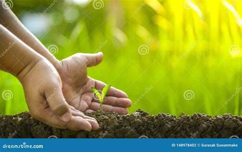 Plantando Rvores Amando O Ambiente E Protegendo A Natureza Que Nutre