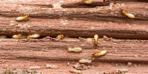 Termite Control And Treatment Big River Pest Control 800 533 0226