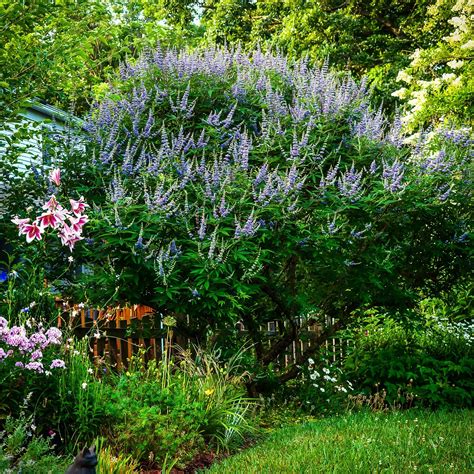 chaste tree shoal creek