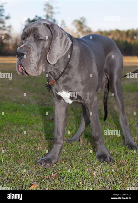 Great Dane Blue Merle Puppies