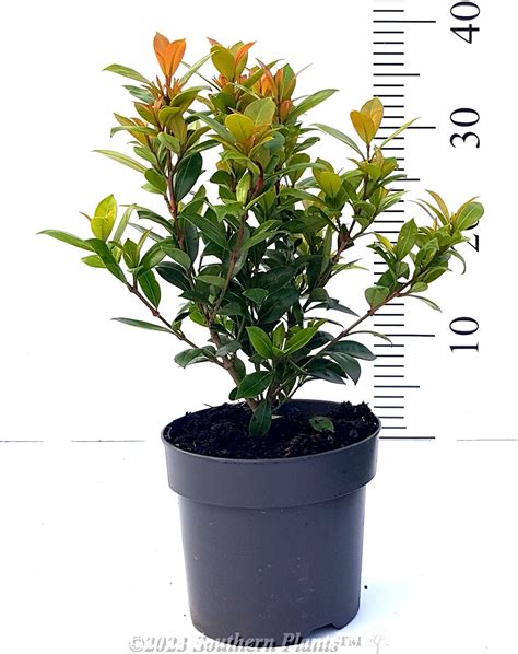 Syzygium Lilly Pilly Hinterland Gold 140mm Southern Plants