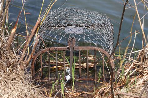 How to trap and relocate problem beavers in Maryland | Beaver