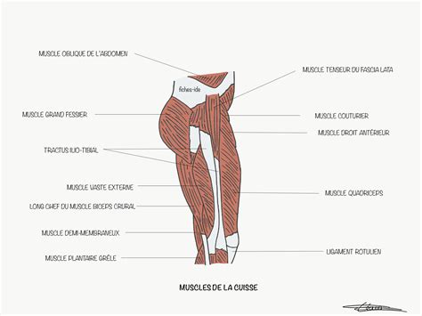 Muscles De La Cuisse Fiches IDE