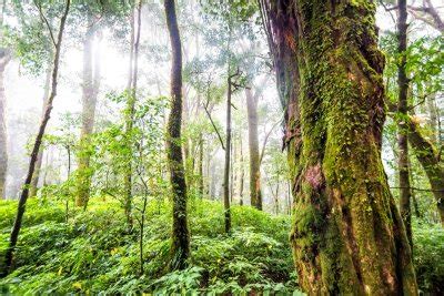 importance  forest  human life  points    advantages