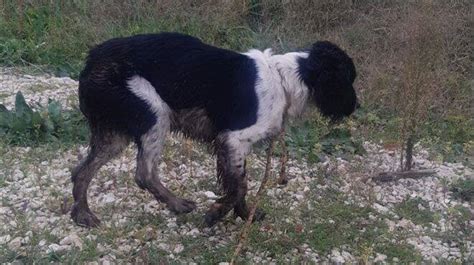 Cane Cade In Un Pozzo Era Sparito Da Giorni La Storia A Lieto Fine