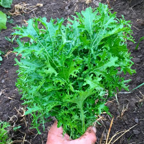 harvesting mustard greens