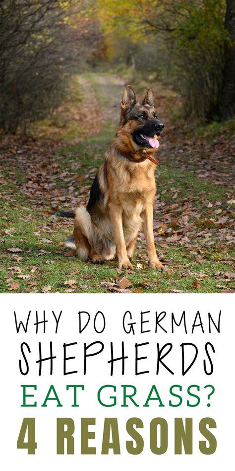 Why Do German Shepherds Eat Grass? 4 Reasons | German shepherd, Shepherd, German shepherd dogs