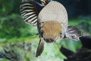 Alligator Gars: From Ancient Relics to Modern-Day Marvels - A-Z Animals