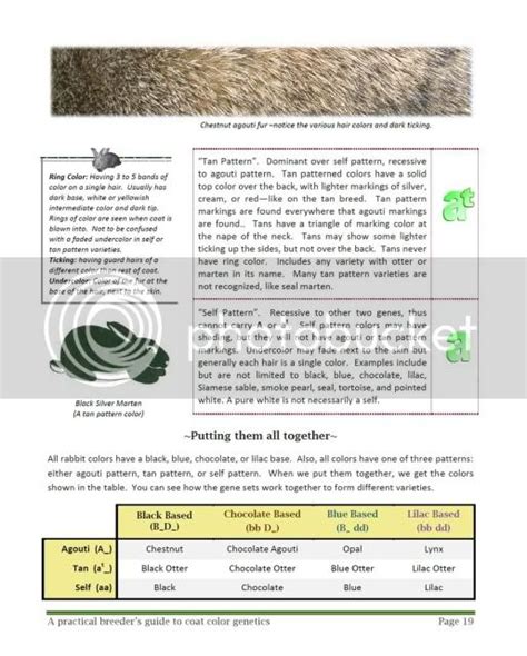 Rabbit Coat Color Genetics Guide Book | The Nature Trail