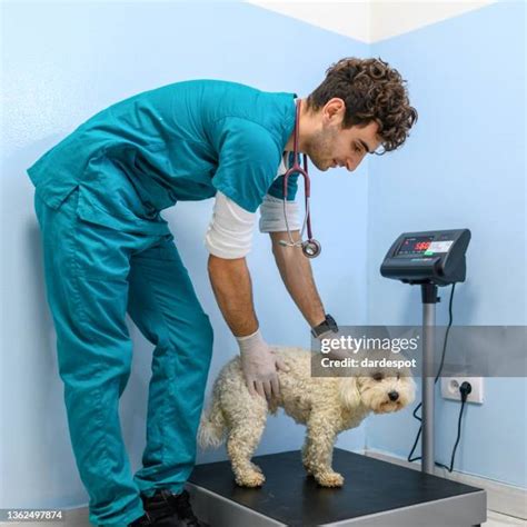 274 Dog Weight Scale Stock Photos High Res Pictures And Images