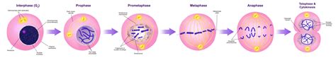 Mitosis Flow Diagram