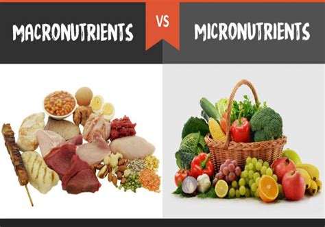 What Are Macronutrients Micronutrients And Why You Should Care A