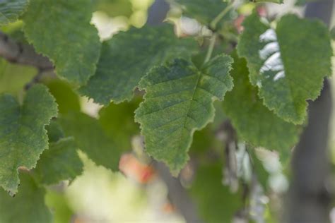 Hot Wings Tatarian Maple Purple Springs Nursery