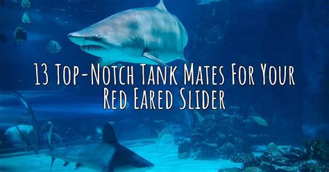 13 Top-Notch Tank Mates For Your Red Eared Slider – Aqua Revolt