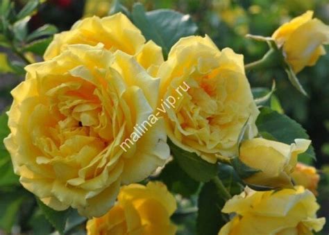 Плетистая роза Клайминг Голдиз (Climbing Golddie's)