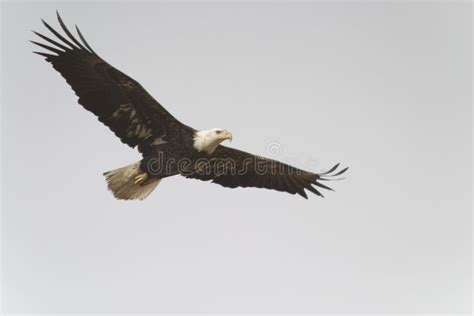 Bald eagle flying stock photo. Image of spread, wings - 13803052