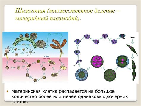 Размножение организмов - презентация онлайн