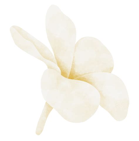 Plumeria Flower Watercolor Illustration 24188773 Png